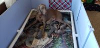 Weimaraner Puppies for sale in Albany, IN 47320, USA. price: NA