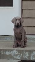 Weimaraner Puppies for sale in Louisville, KY, USA. price: NA