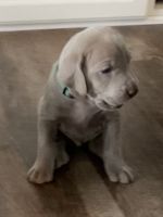 Weimaraner Puppies for sale in Point Roberts, WA 98281, USA. price: NA