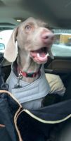 Weimaraner Puppies for sale in Lakewood, CO, USA. price: NA