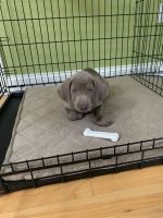 Weimaraner Puppies for sale in Windham, NH 03087, USA. price: NA