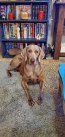 Weimaraner Puppies for sale in Kyle, TX, USA. price: NA