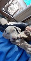 Weimaraner Puppies for sale in Conyers, GA, USA. price: NA