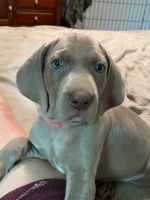 Weimaraner Puppies for sale in Rogers, OH 44455, USA. price: NA