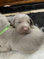 Weimaraner Puppies for sale in Elroy, WI 53929, USA. price: NA