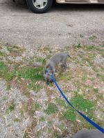 Weimaraner Puppies for sale in Kouts, IN 46347, USA. price: NA