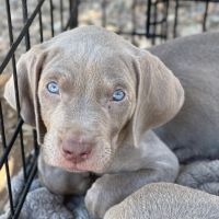 Weimaraner Puppies for sale in El Mirage, AZ, USA. price: NA