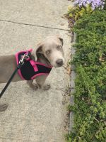 Weimaraner Puppies for sale in East Lyme, CT, USA. price: NA