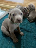 Weimaraner Puppies for sale in Miami, FL, USA. price: NA