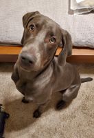 Weimaraner Puppies for sale in Irving, TX, USA. price: NA