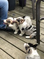 Welsh Corgi Puppies for sale in Midland, MI, USA. price: NA
