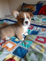 Welsh Corgi Puppies for sale in Beulaville, NC 28518, USA. price: NA