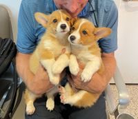 Welsh Corgi Puppies for sale in Camarillo, CA, USA. price: NA