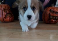 Welsh Corgi Puppies for sale in Norco, CA, USA. price: NA