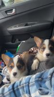 Welsh Corgi Puppies for sale in Fort White, FL 32038, USA. price: $1,500