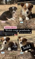 Welsh Corgi Puppies for sale in Oakdale, CA 95361, USA. price: $2,000