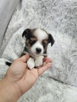 Welsh Corgi Puppies for sale in Traskwood, AR 72167, USA. price: $400
