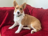 Welsh Corgi Puppies for sale in Hendersonville, TN, USA. price: $1,950