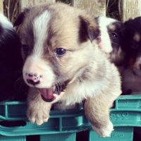 Welsh Corgi Puppies Photos