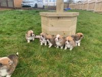 Welsh Corgi Puppies Photos