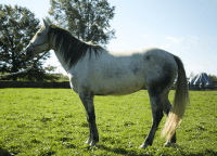 Welsh Pony Horses Photos