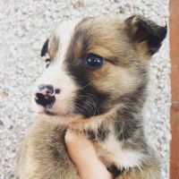 Welsh Sheepdog Puppies for sale in Los Angeles, CA, USA. price: NA