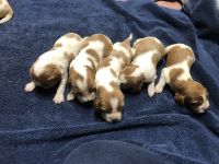 Welsh Springer Spaniel Puppies for sale in Calimesa, CA, USA. price: NA
