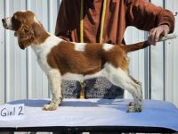 Welsh Springer Spaniel Puppies Photos