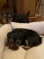 Welsh Terrier Puppies for sale in Albany, NY, USA. price: NA