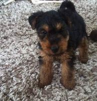 Welsh Terrier Puppies for sale in Anchorage, AK, USA. price: NA