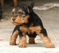 Welsh Terrier Puppies Photos