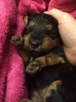 Welsh Terrier Puppies for sale in Terminal Dr, Nashville, TN 37214, USA. price: NA