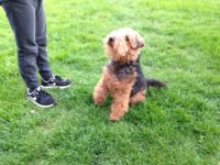 Welsh Terrier Puppies for sale in Florida City, FL, USA. price: NA