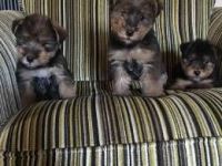Welsh Terrier Puppies Photos
