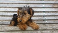 Welsh Terrier Puppies for sale in Washington, DC, USA. price: NA