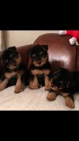 Welsh Terrier Puppies for sale in OR-99W, McMinnville, OR 97128, USA. price: NA