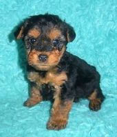 Welsh Terrier Puppies for sale in Maryland Ave, Rockville, MD 20850, USA. price: NA