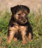 Welsh Terrier Puppies for sale in Bloomfield Ave, Bloomfield, CT 06002, USA. price: NA