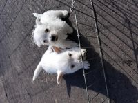 West Highland White Terrier Puppies for sale in Albuquerque, NM 87120, USA. price: NA