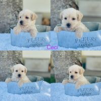 West Highland White Terrier Puppies for sale in Ligonier, IN 46767, USA. price: NA