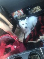 West Highland White Terrier Puppies for sale in Tacoma, WA 98466, USA. price: NA