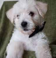 West Highland White Terrier Puppies for sale in Knoxville, TN, USA. price: NA