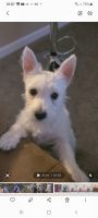 West Highland White Terrier Puppies for sale in Sherrills Ford, NC, USA. price: NA