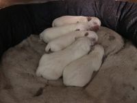 West Highland White Terrier Puppies for sale in Sandia Park, NM, USA. price: NA