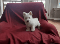 West Highland White Terrier Puppies for sale in New York, NY 10028, USA. price: NA