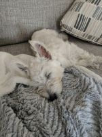 West Highland White Terrier Puppies for sale in Bear, DE, USA. price: NA