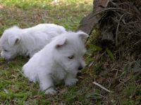 West Highland White Terrier Puppies for sale in Orland Park, IL, USA. price: NA