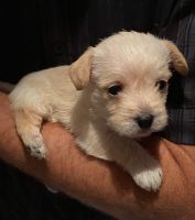 West Highland White Terrier Puppies for sale in Gridley, CA 95948, USA. price: NA