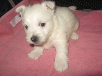 West Highland White Terrier Puppies for sale in Harrison, SD 57344, USA. price: NA