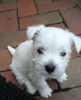 West Highland White Terrier Puppies for sale in 2071 PA-210, Punxsutawney, PA 15767, USA. price: NA